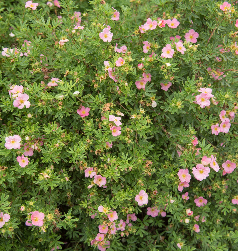 Dasiphora 'Pink Beauty'