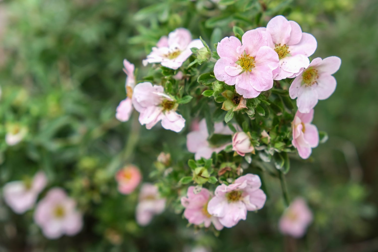 Dasiphora 'Pink Beauty'