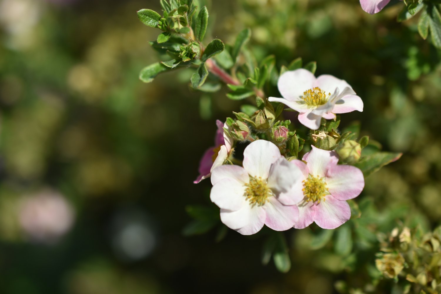Dasiphora 'Pink Beauty'