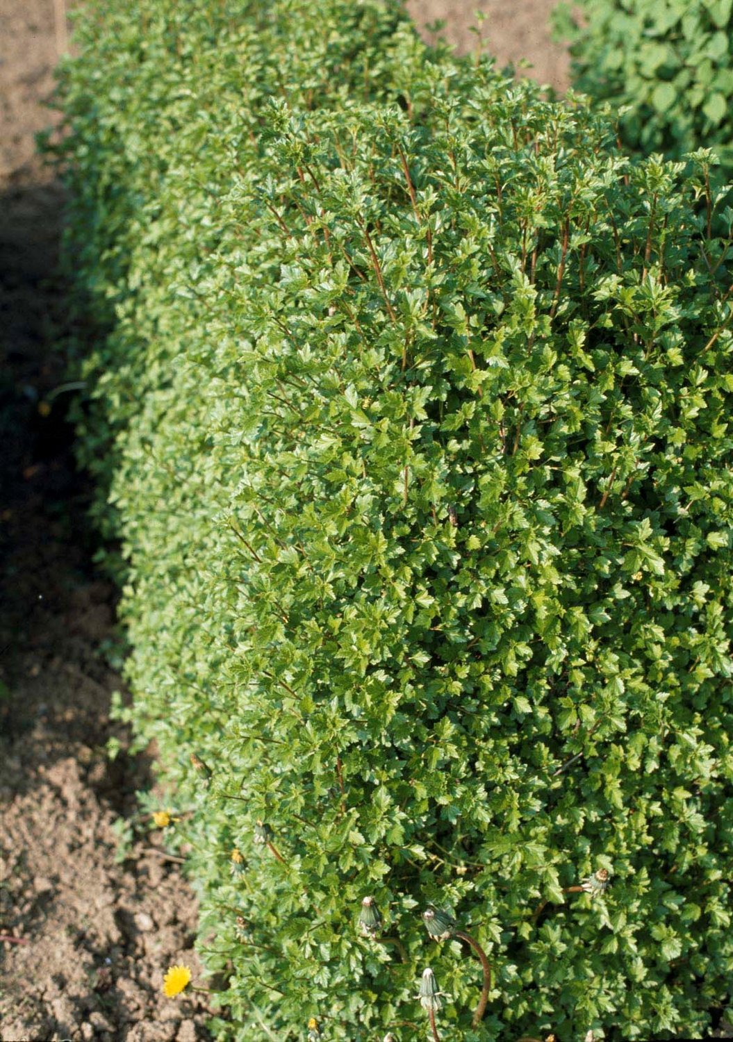 Ribes alpinum 'Schmidt'