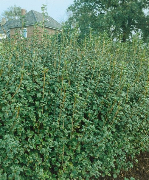 Ribes alpinum 'Schmidt'