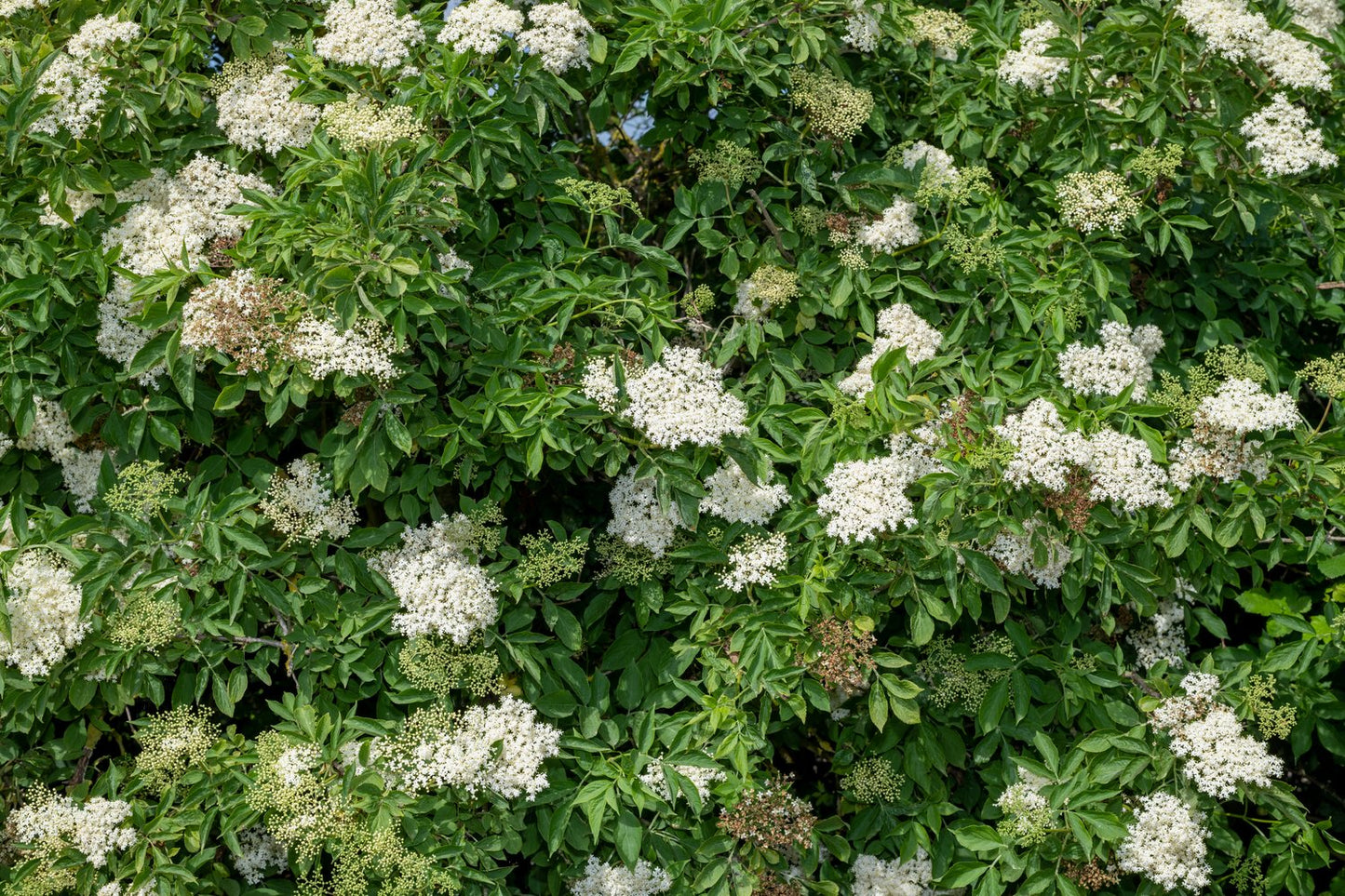 Sambucus nigra