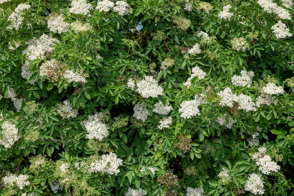 Sambucus nigra