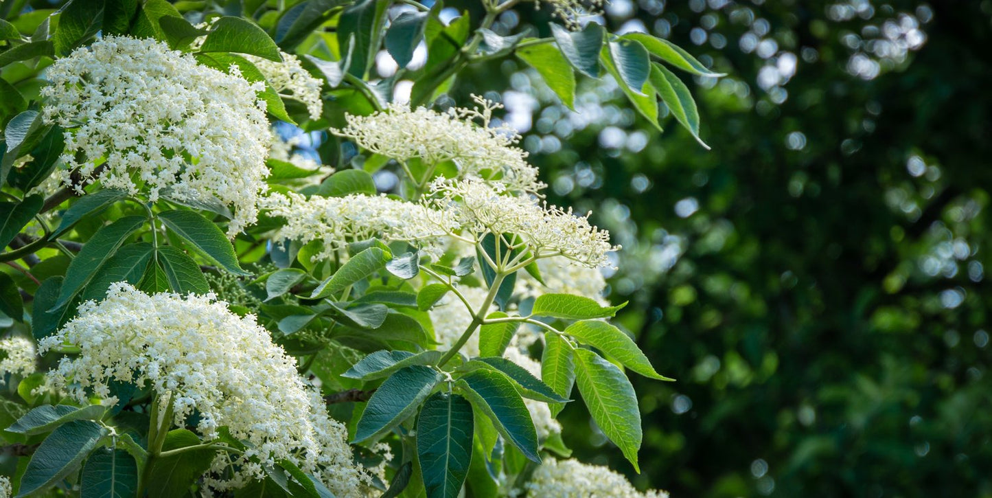 Sambucus nigra