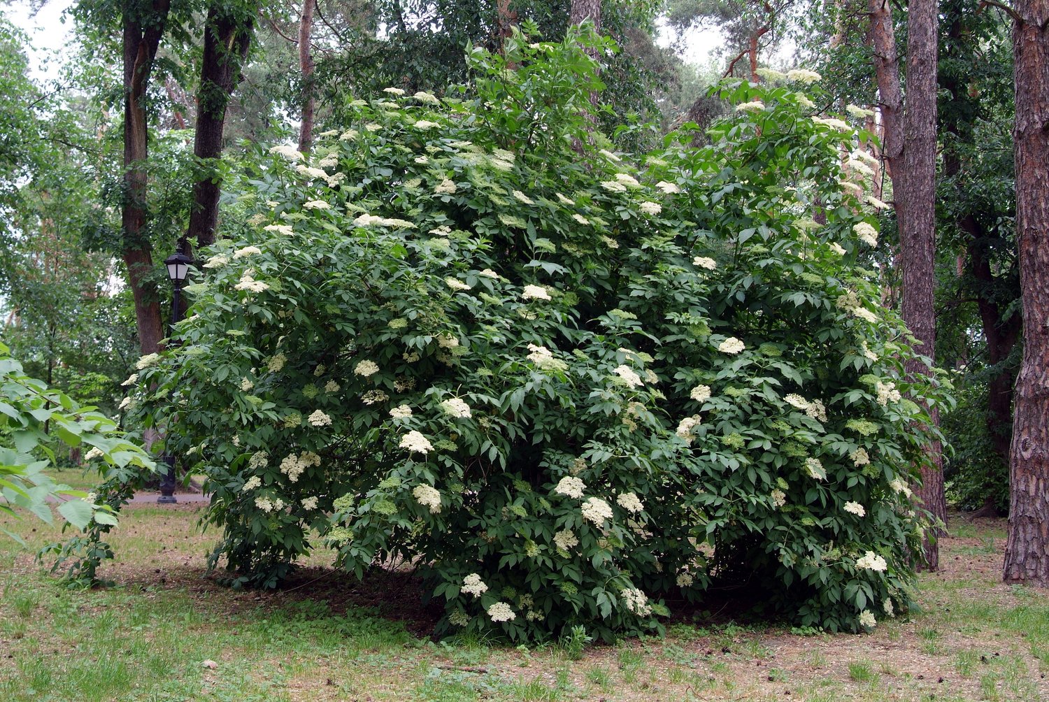 Sambucus nigra