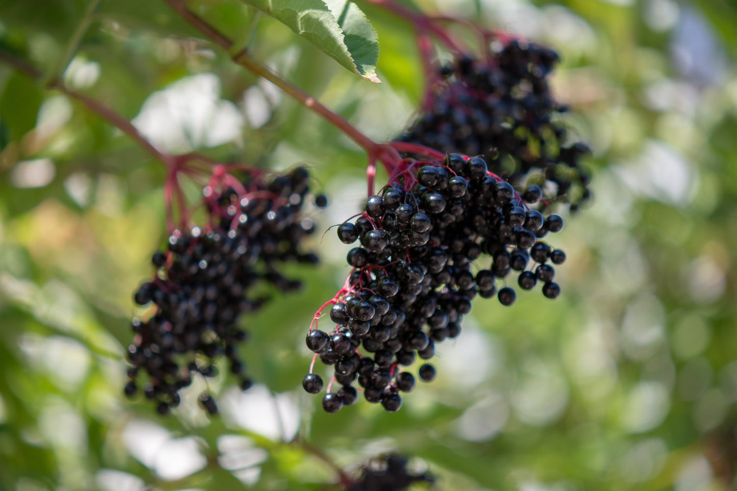 Sambucus nigra