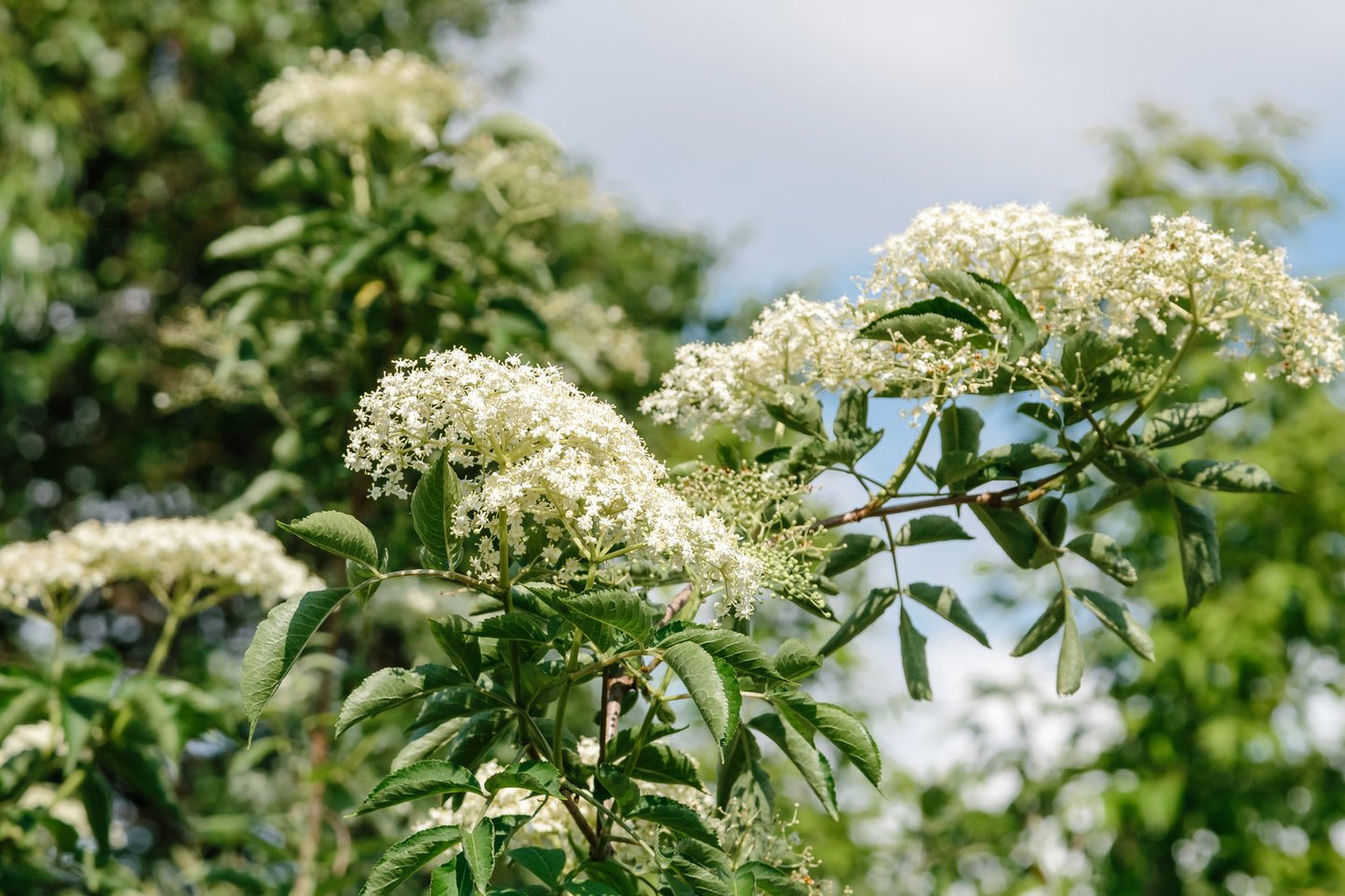Sambucus nigra