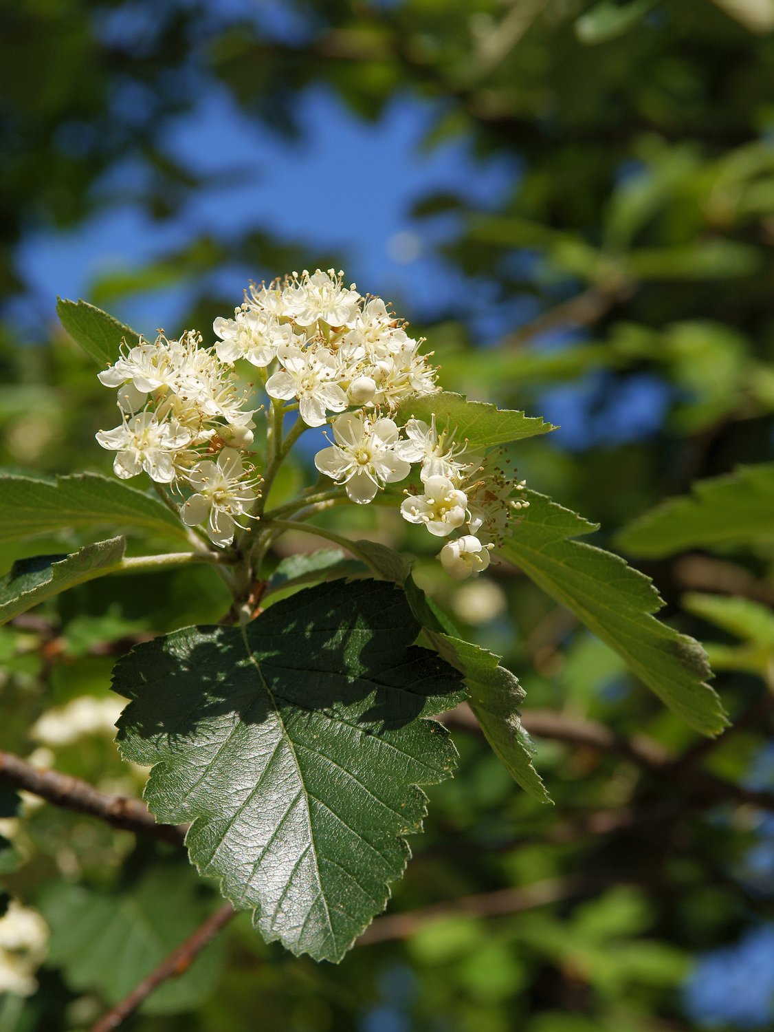 Sorbus intermedia E