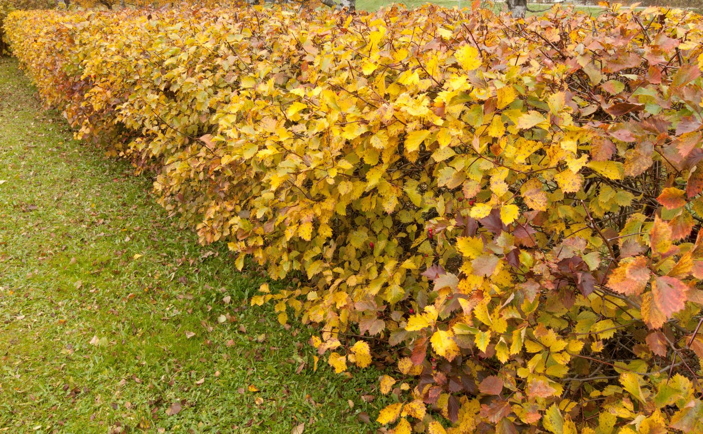 Sorbus intermedia E