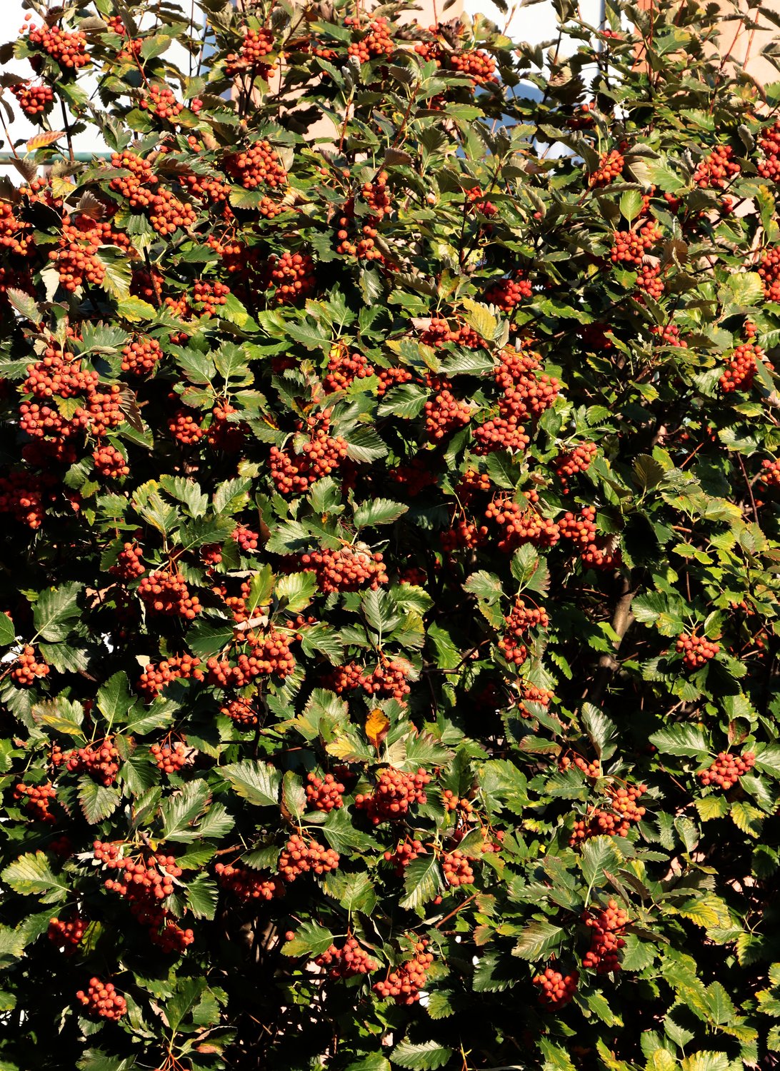 Sorbus intermedia E