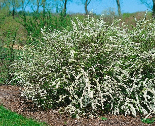 Spiraea x cinerea 'Grefsheim' E