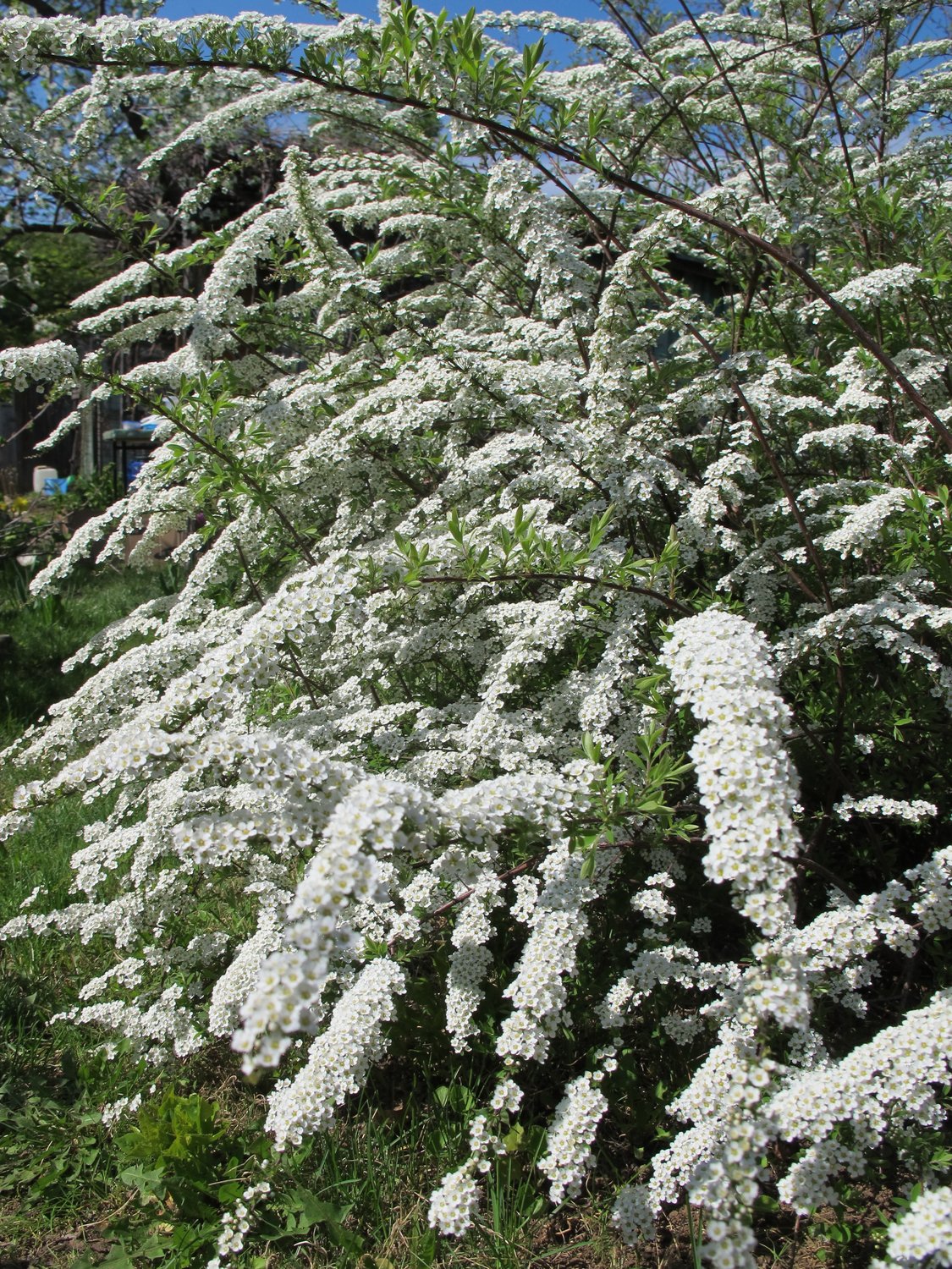 Spiraea x cinerea 'Grefsheim' E