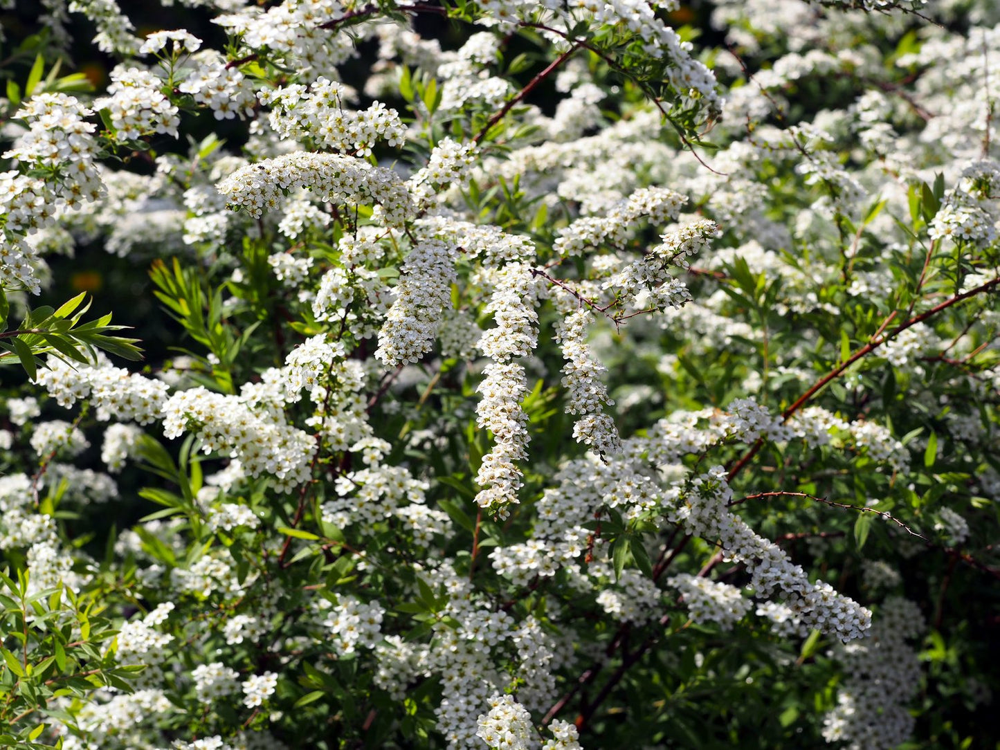 Spiraea x cinerea 'Grefsheim' E