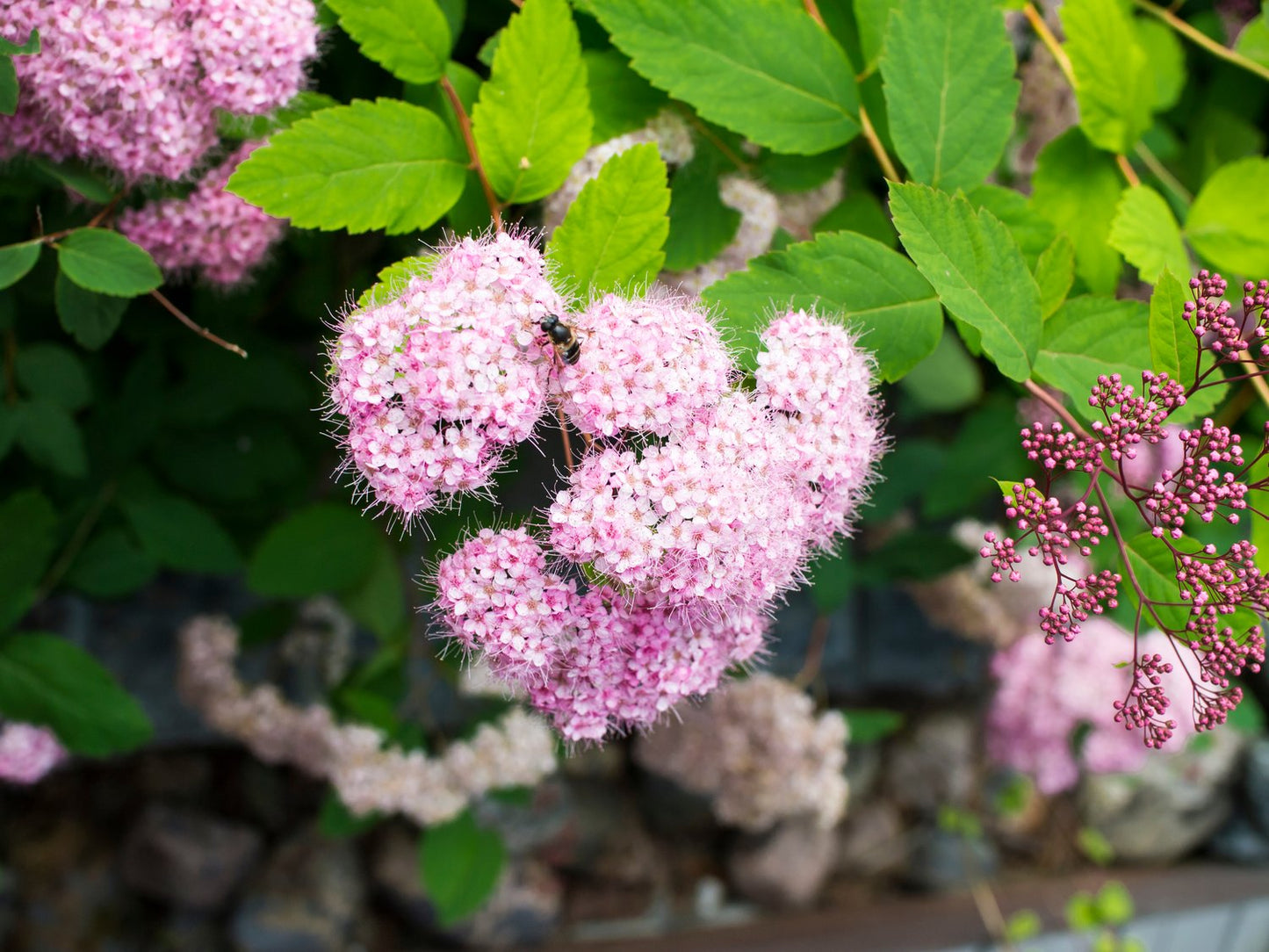 Spiraea japonica 'Little Princess'