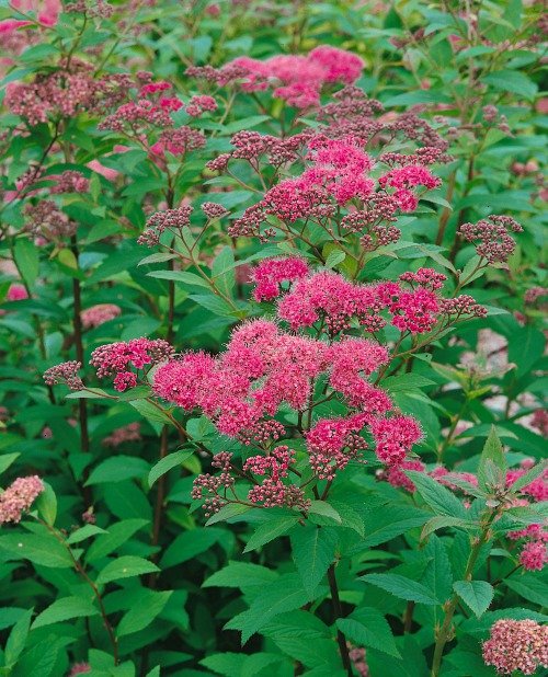 Spiraea japonica 'Sapho'