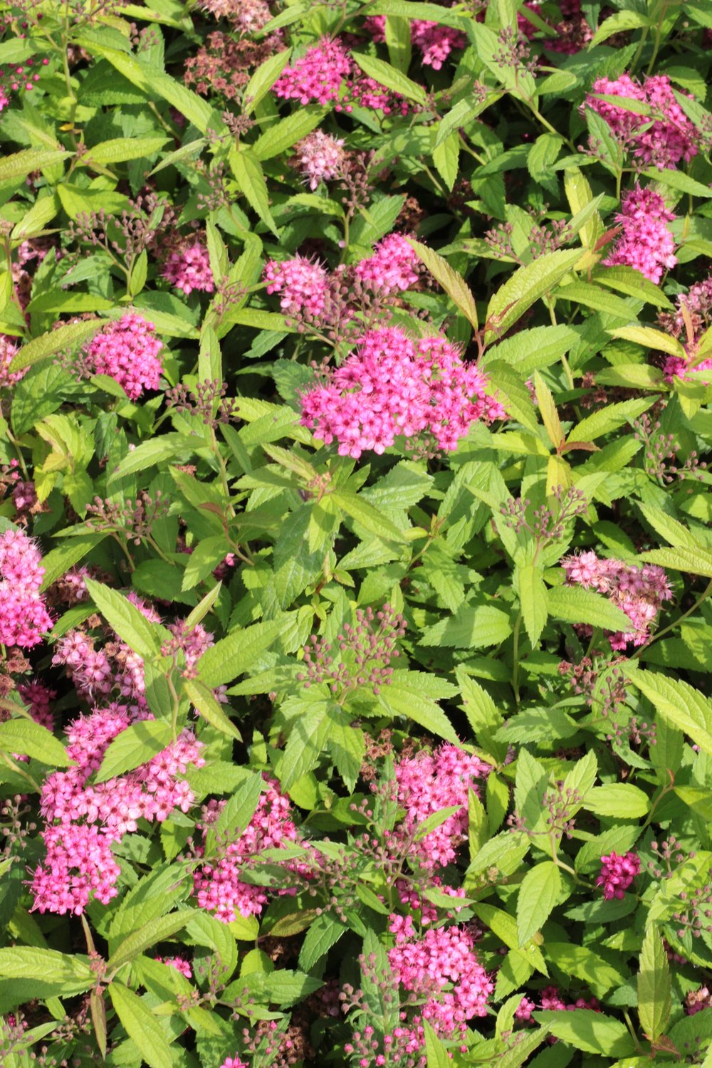Spiraea japonica 'Sapho'