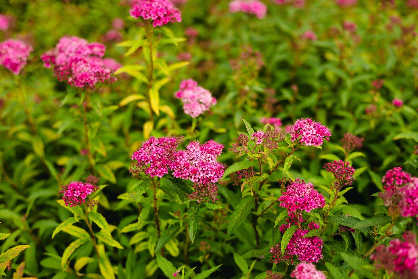 Spiraea japonica 'Sapho'