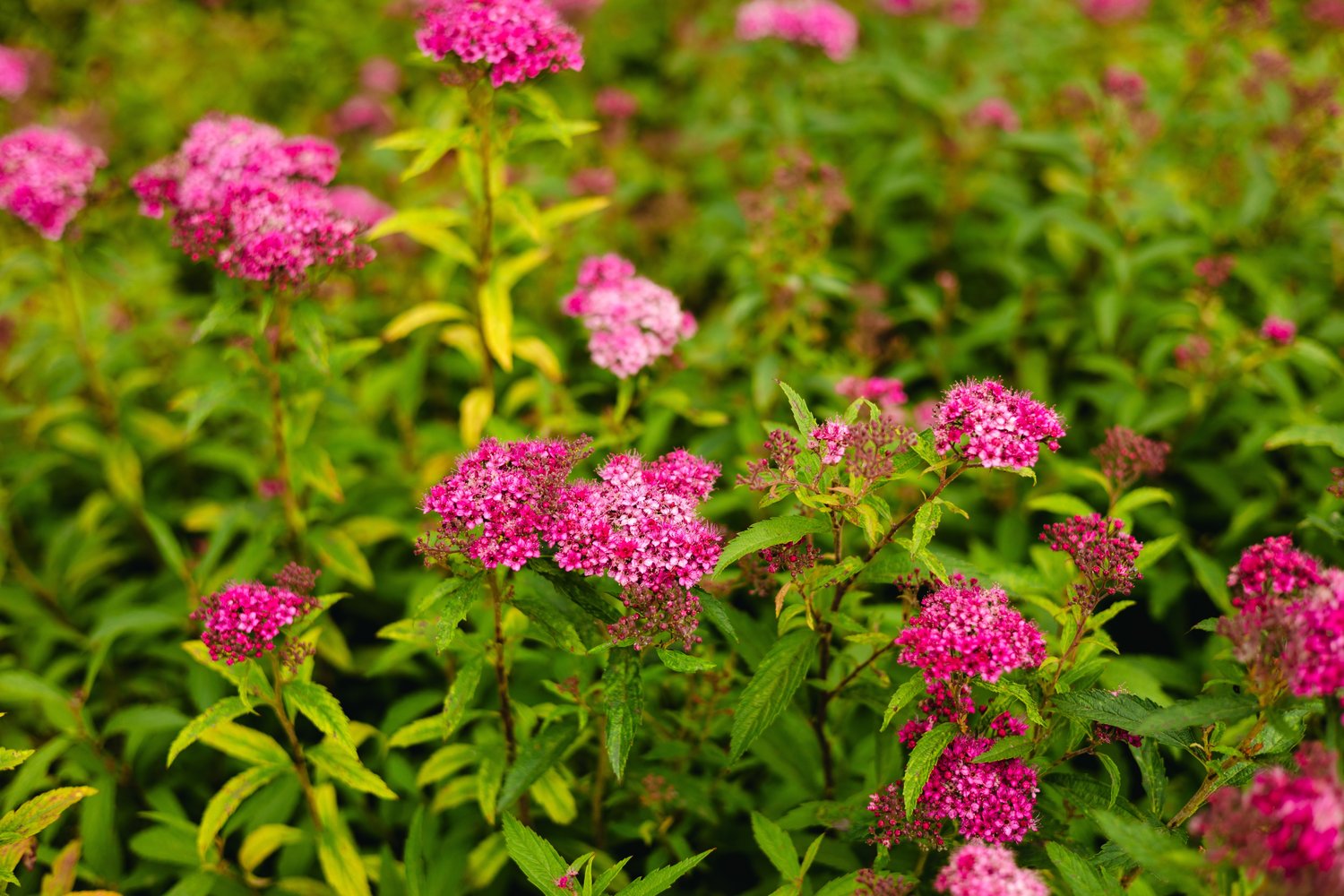 Spiraea japonica 'Sapho'