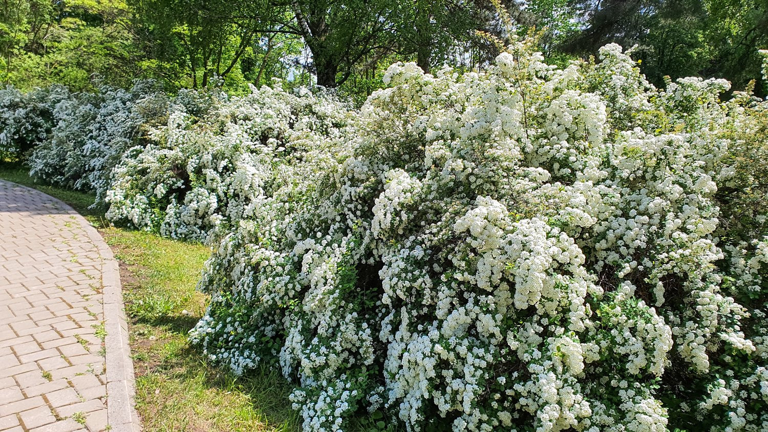 Spiraea x vanhouttei