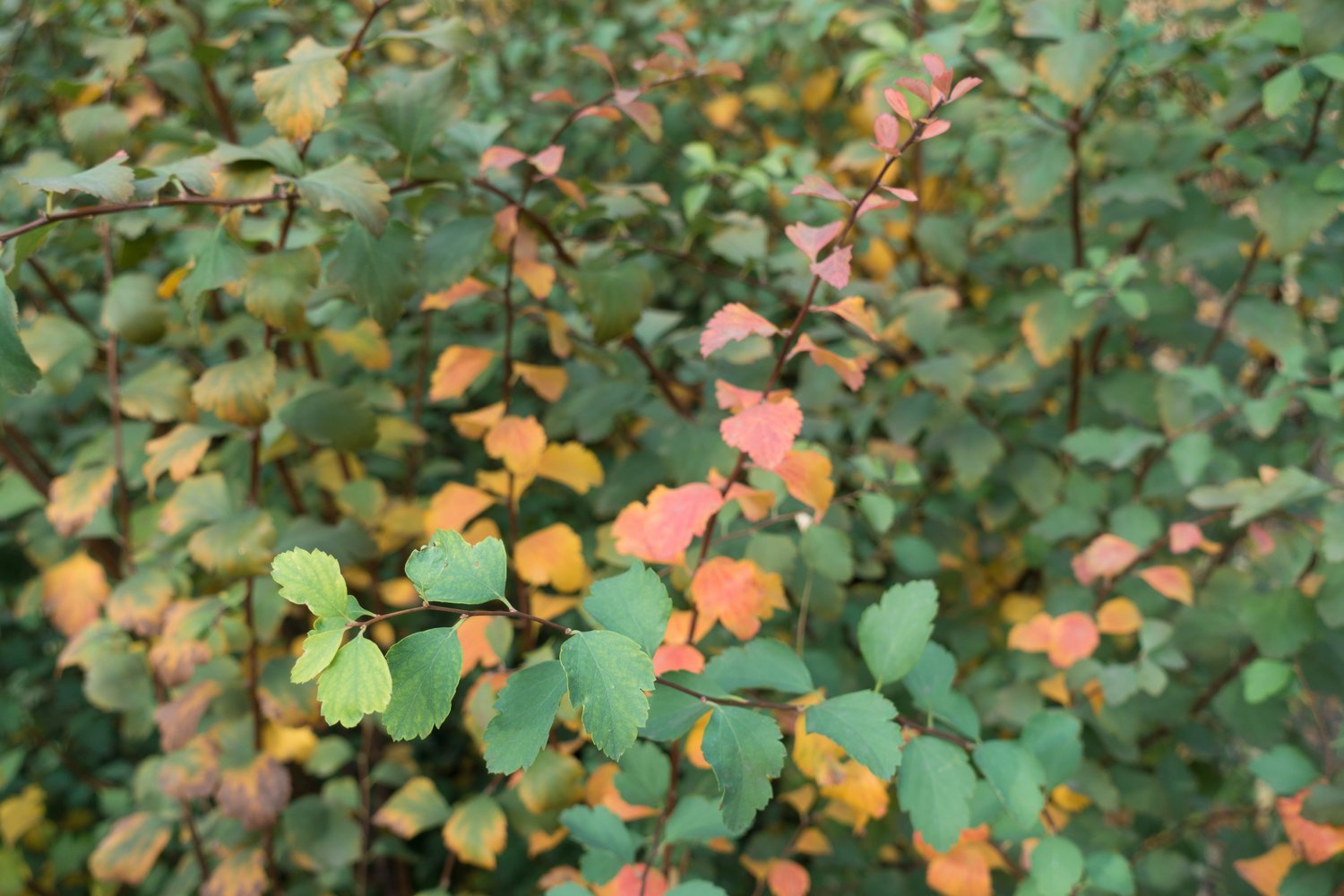 Spiraea x vanhouttei