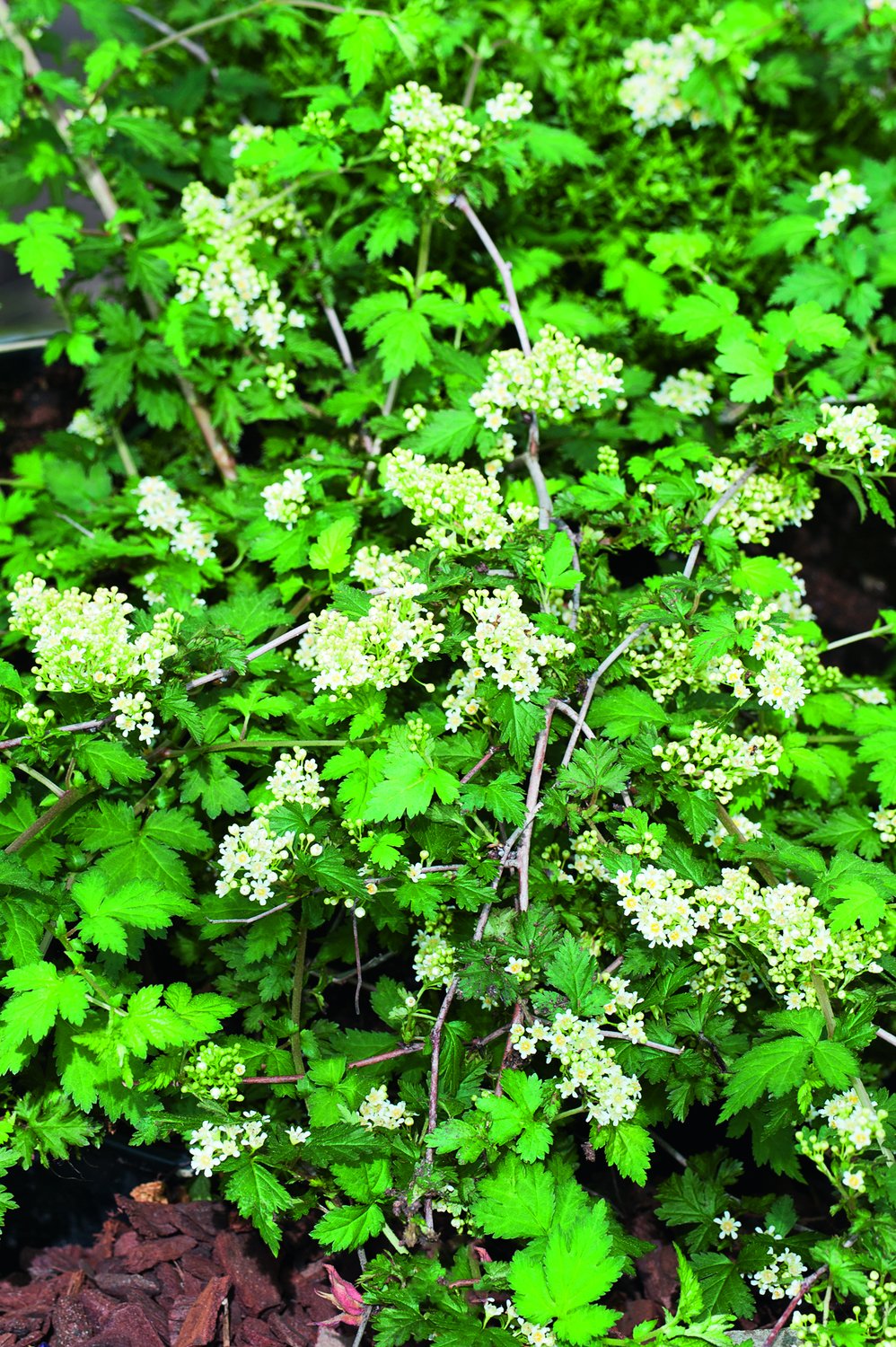 Stephanandra incisa 'Crispa'