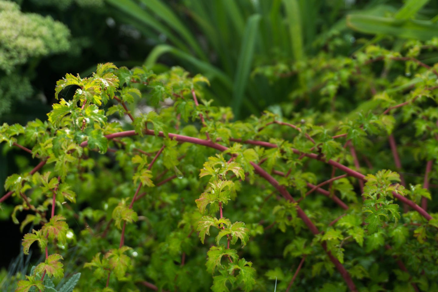 Stephanandra incisa 'Crispa'