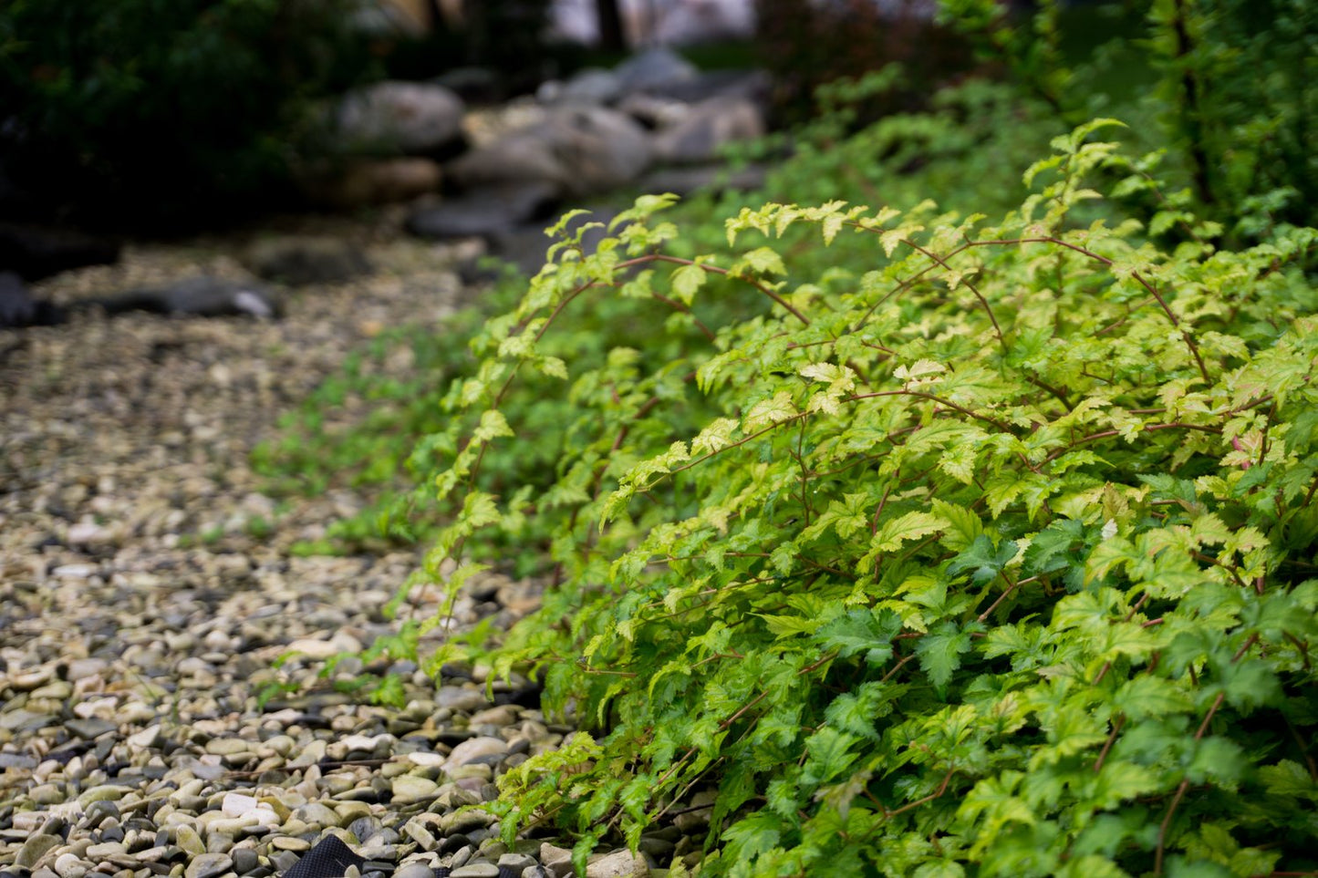 Stephanandra incisa 'Crispa'