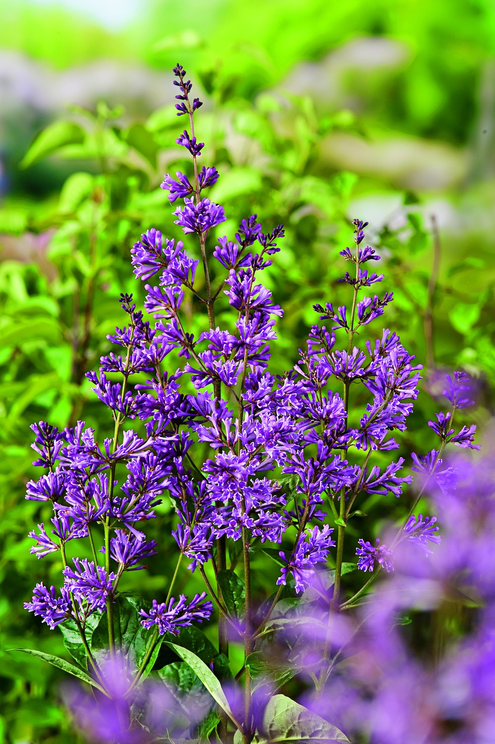 Syringa josikaea 'Oden' E