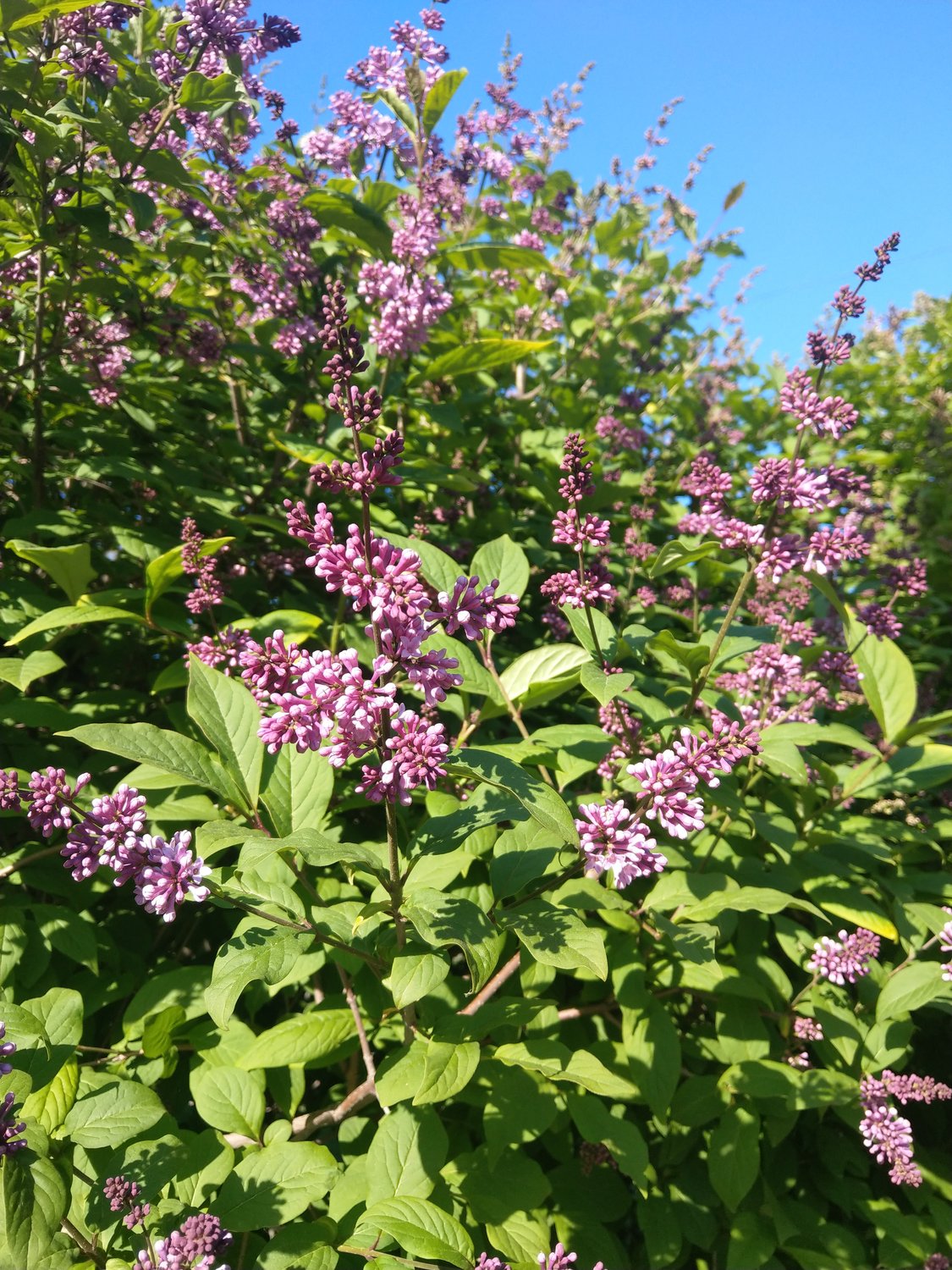 Syringa josikaea 'Oden' E