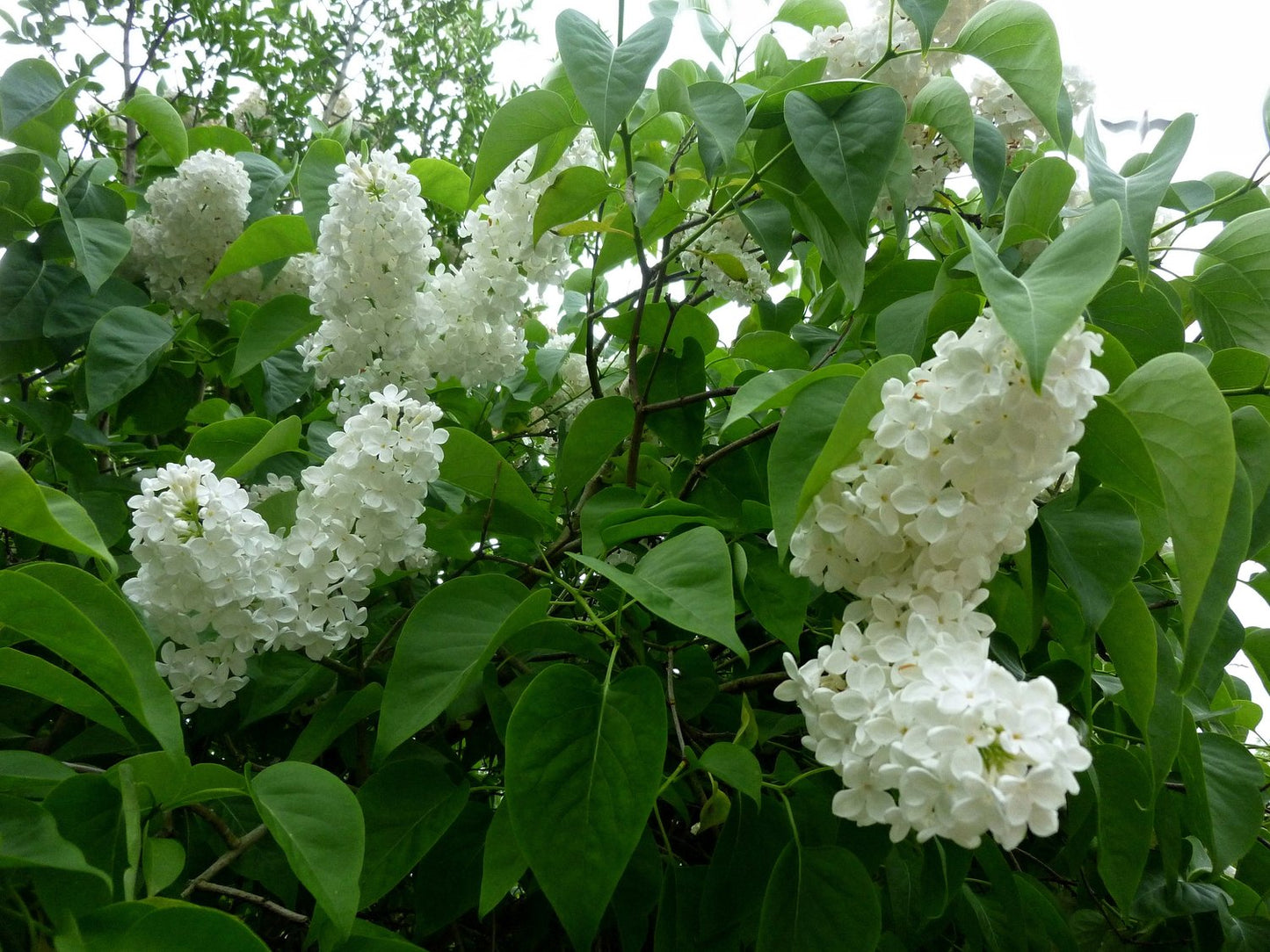 Syringa vulgaris f. alba