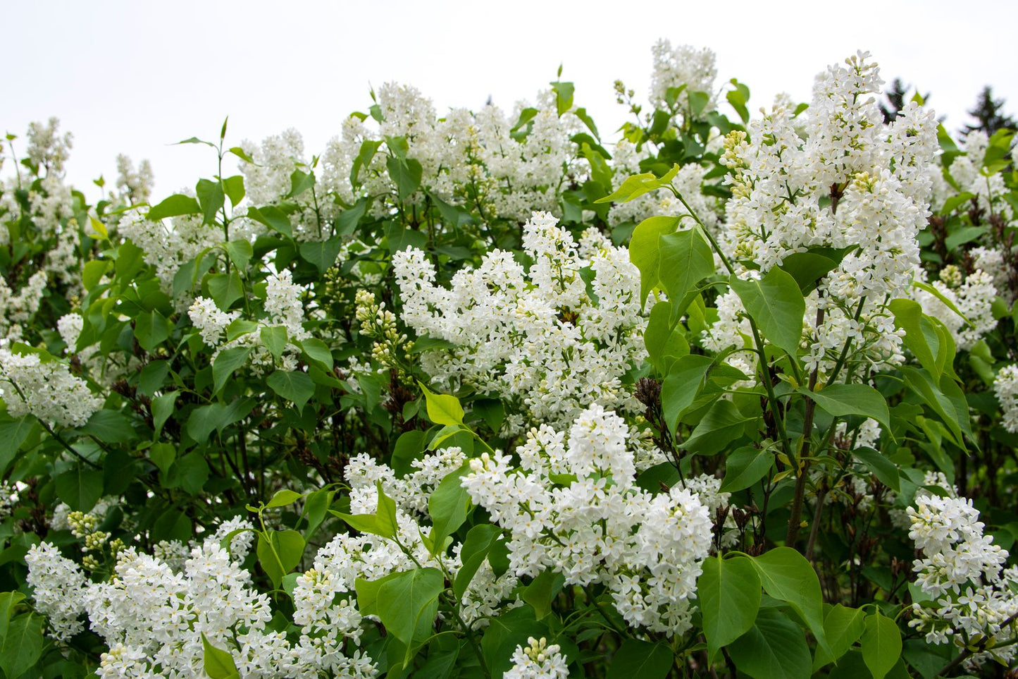 Syringa vulgaris f. alba