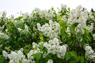 Syringa vulgaris f. alba