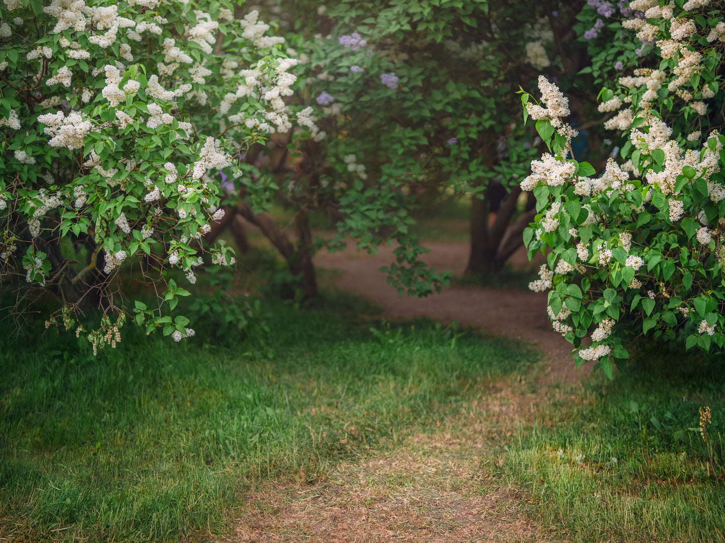 Syringa vulgaris f. alba
