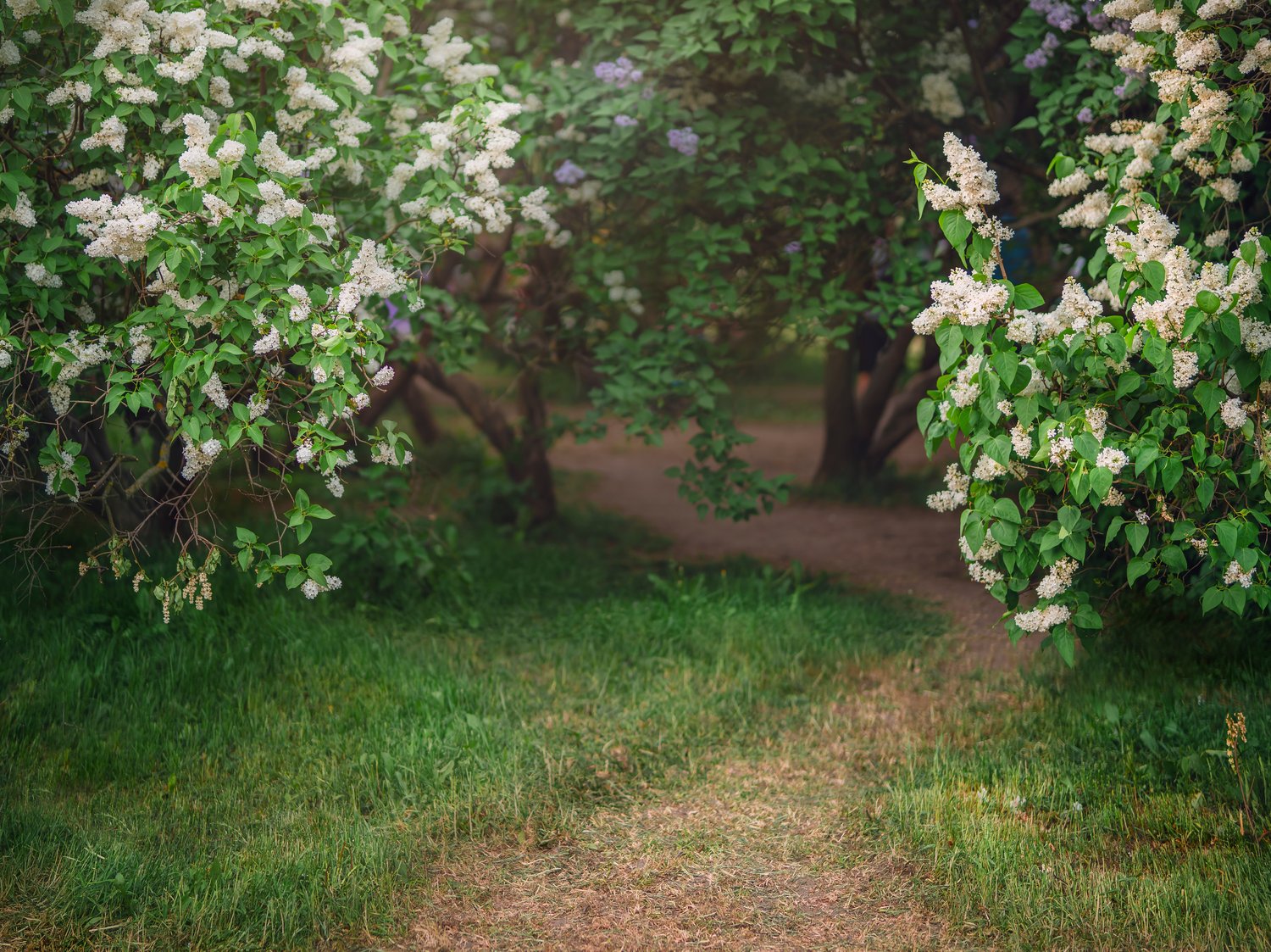 Syringa vulgaris f. alba