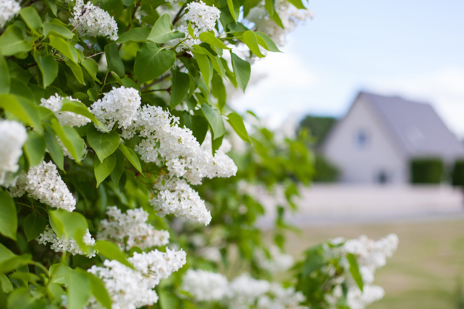 Syringa vulgaris f. alba