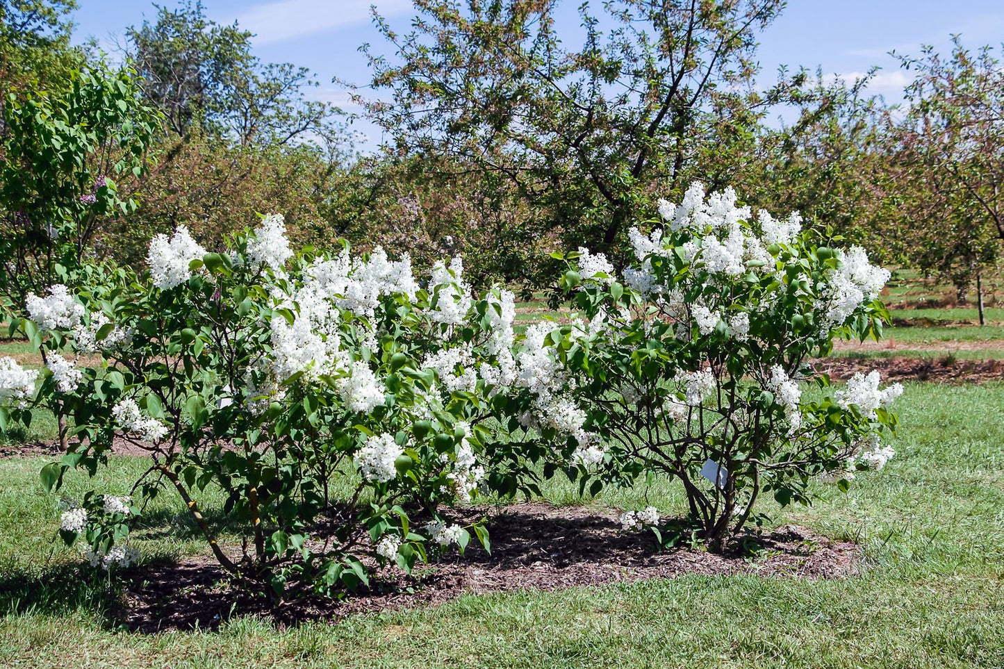 Syringa vulgaris f. alba