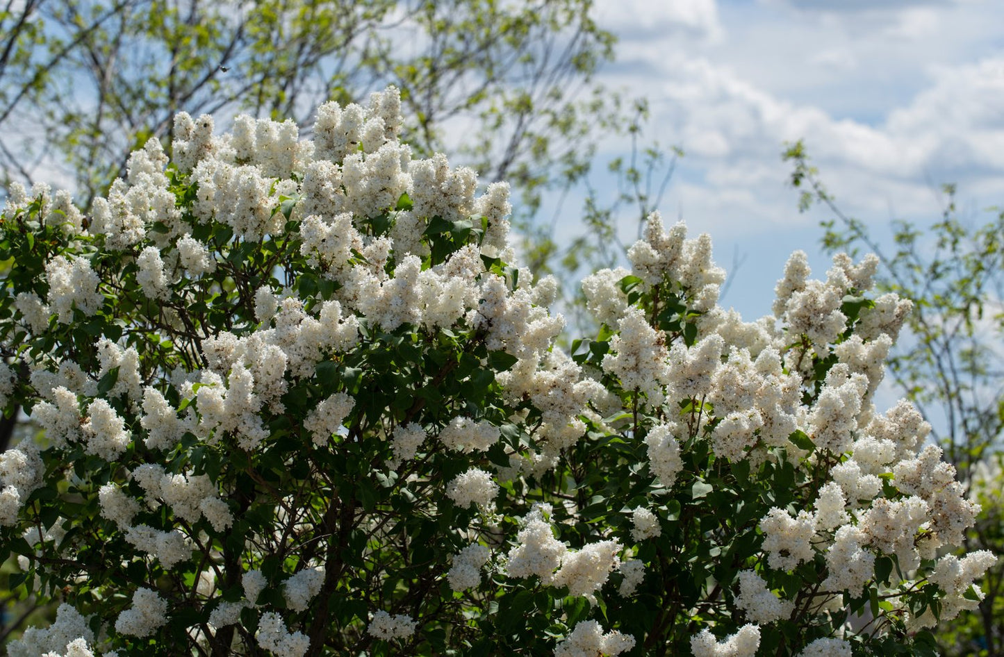 Syringa vulgaris f. alba
