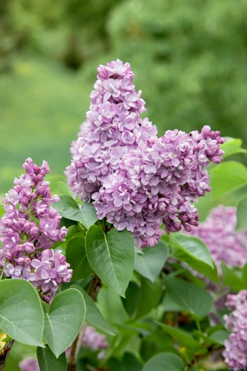 Syringa vulgaris