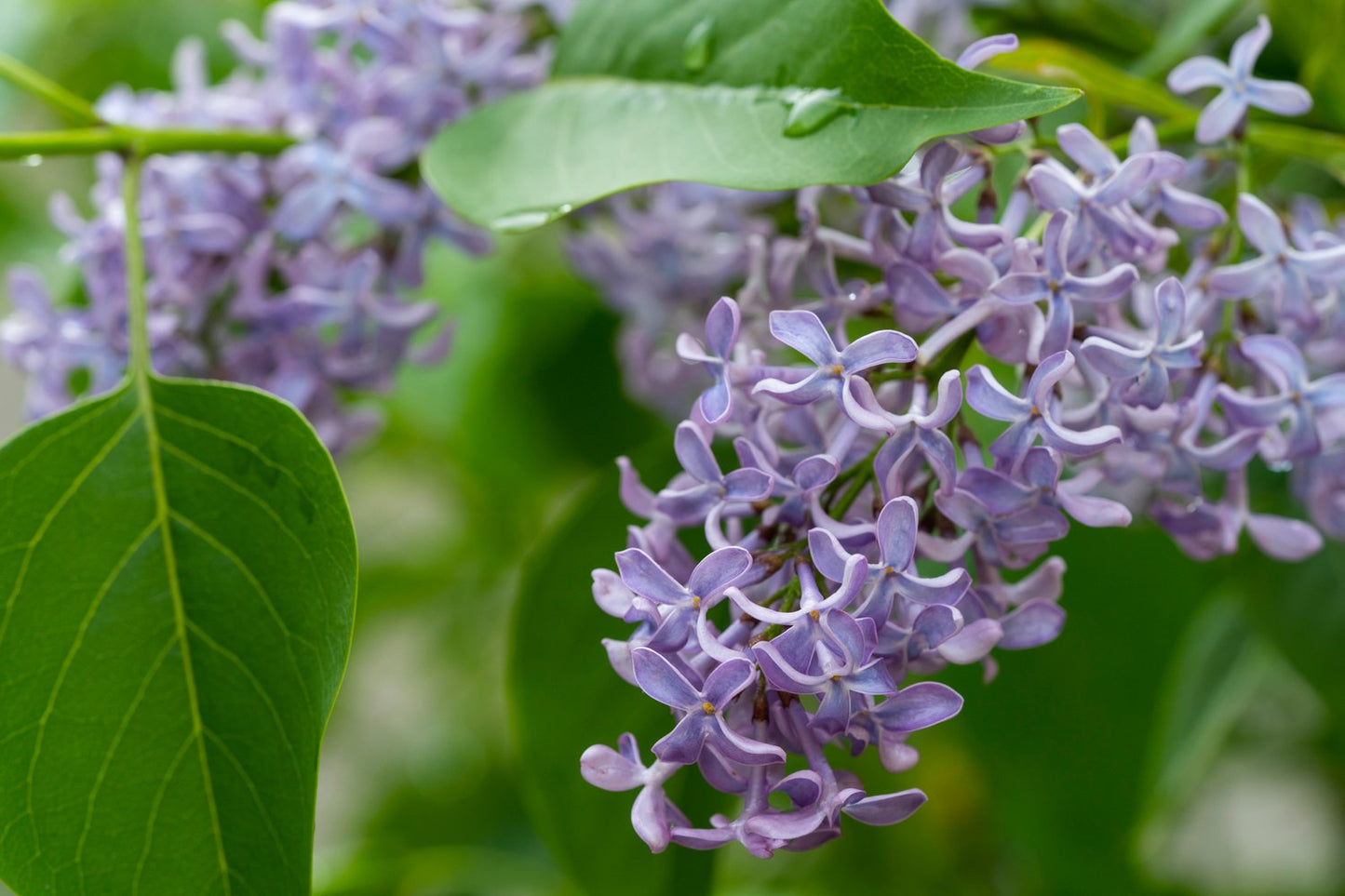 Syringa vulgaris