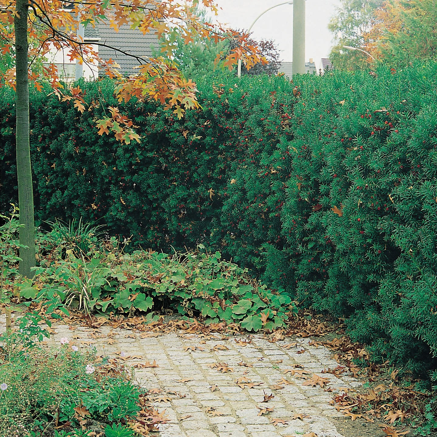 Taxus x media 'Hillii', co, 1-liter
