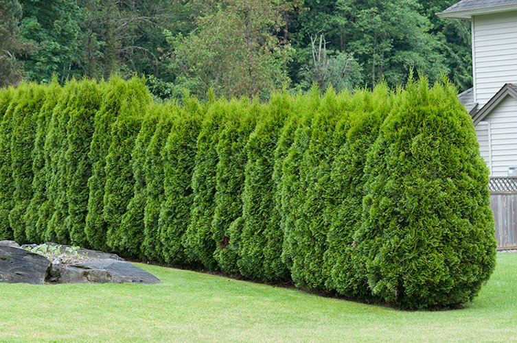 Thuja occ. 'Brabant', 20-40 cm