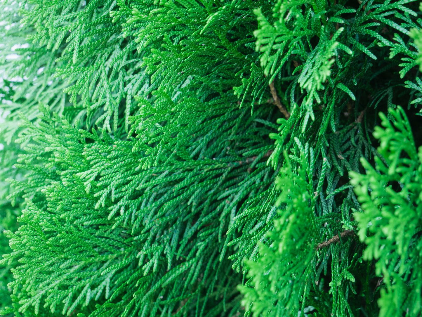 Thuja occ. 'Brabant', 50-70 cm