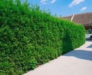 Thuja occ. 'Brabant', 80-100 cm