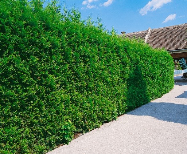 Thuja occ. 'Brabant', 80-100 cm
