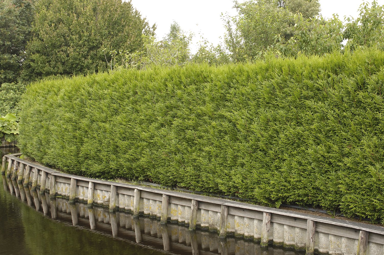 Thuja occ. 'Brabant', 100-125 cm