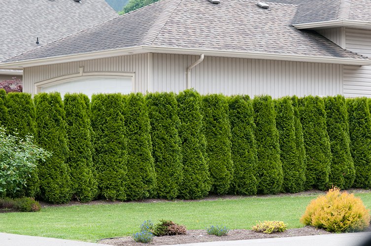 Thuja occ. 'Brabant', 100-125 cm
