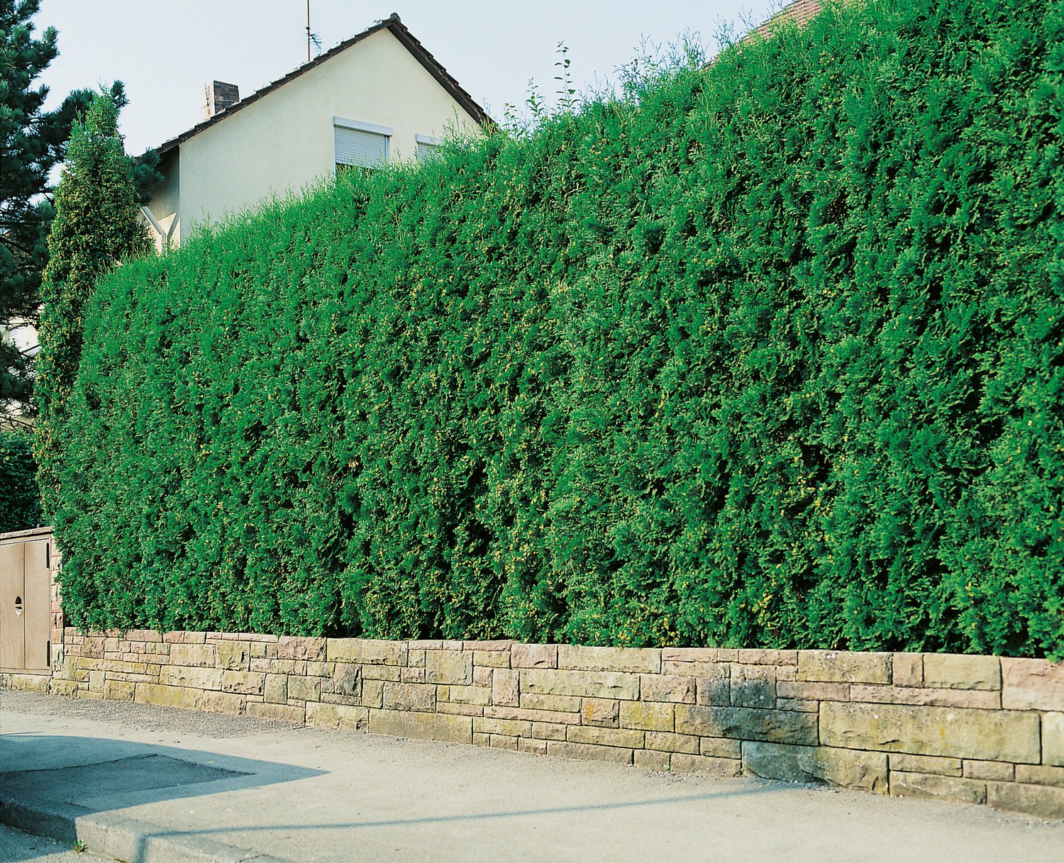 Thuja occ. 'Brabant', 100-125 cm