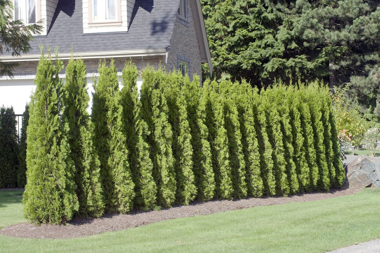 Thuja occ. 'Smaragd', 40-60 cm