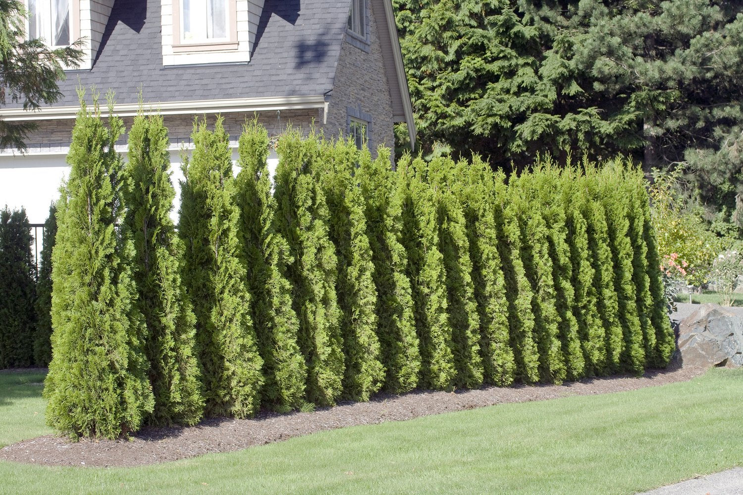 Thuja occ. 'Smaragd', 40-60 cm