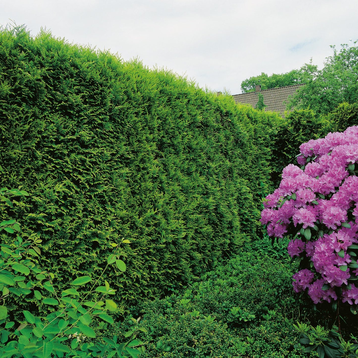 Thuja occ. 'Smaragd', 40-60 cm